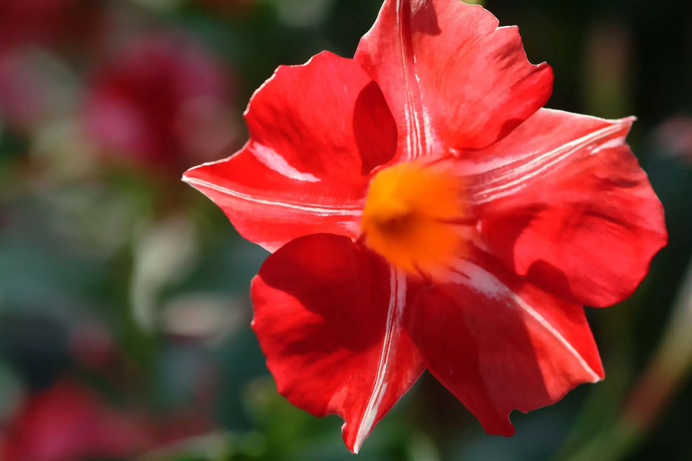 Stars and Stripes Mandevilla