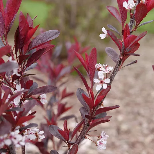 Stay Classy™ Purple Leaf Sand Cherry