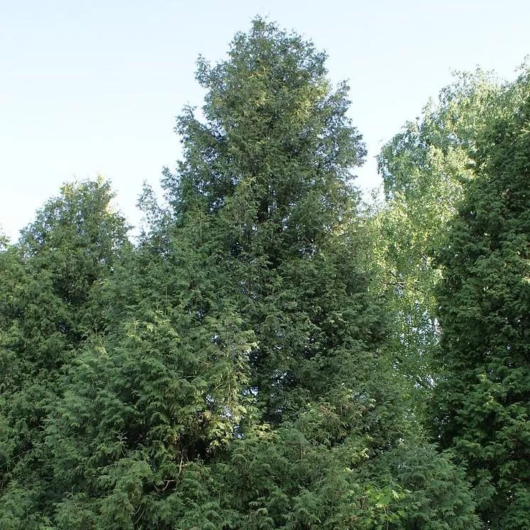 Steeplechase Arborvitae