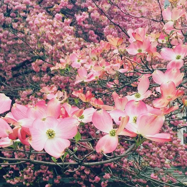 Stellar Pink Dogwood