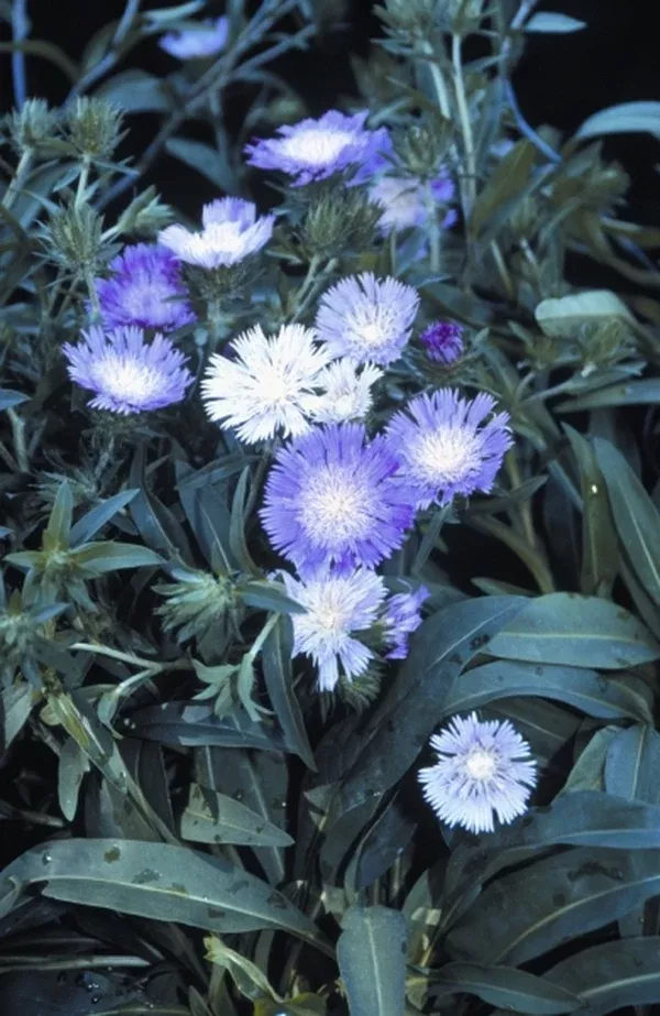 Stokesia laevis 'Colorwheel' PP 12,718