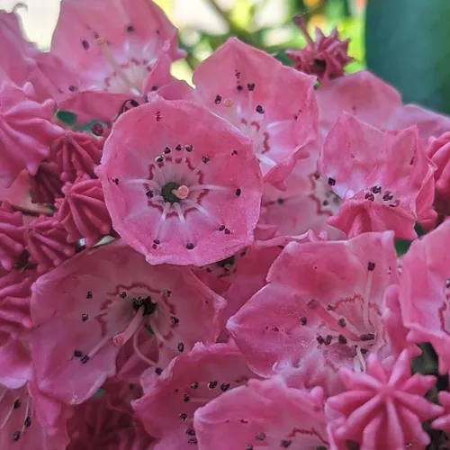 Stoplight Mountain Laurel