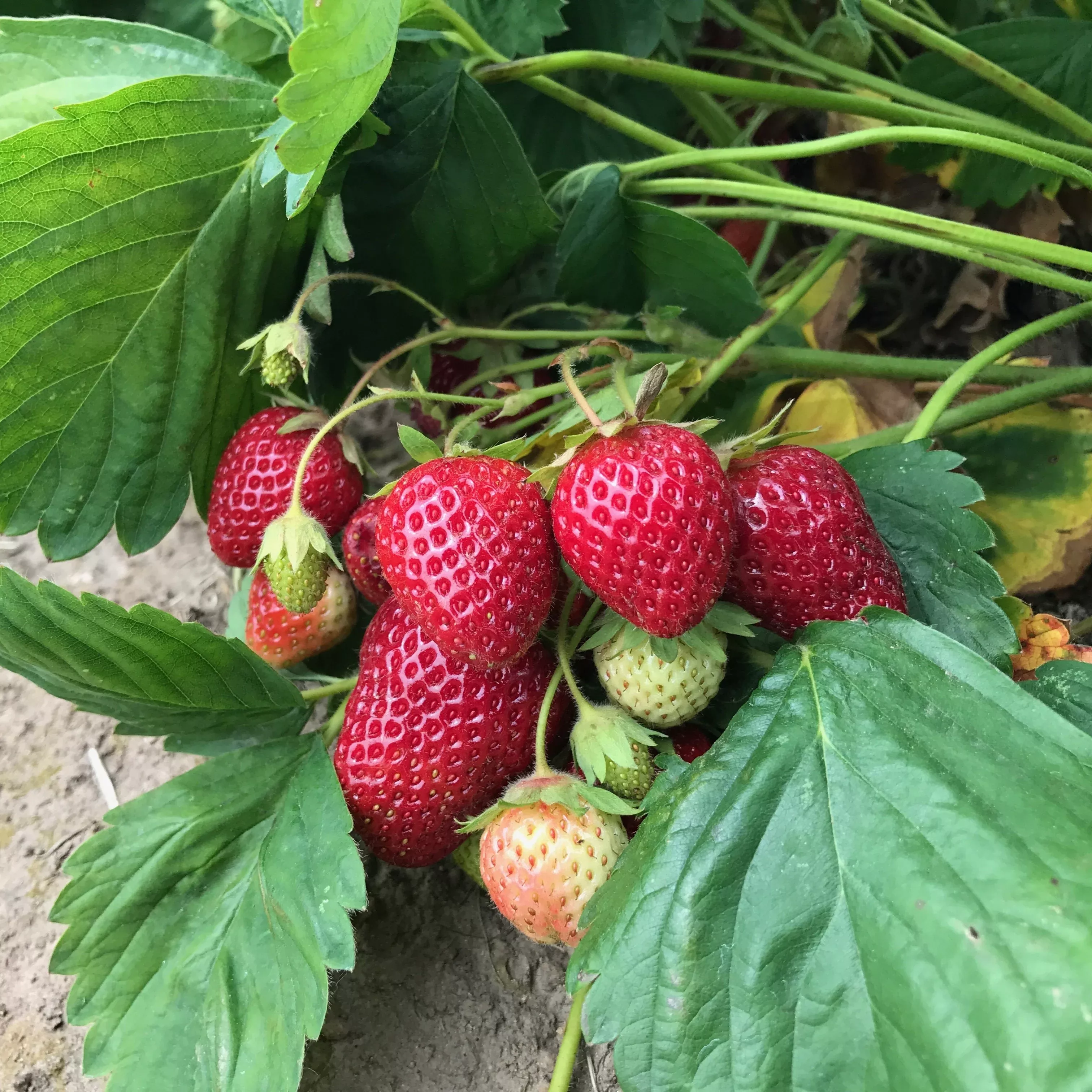Strawberry, Everbearing