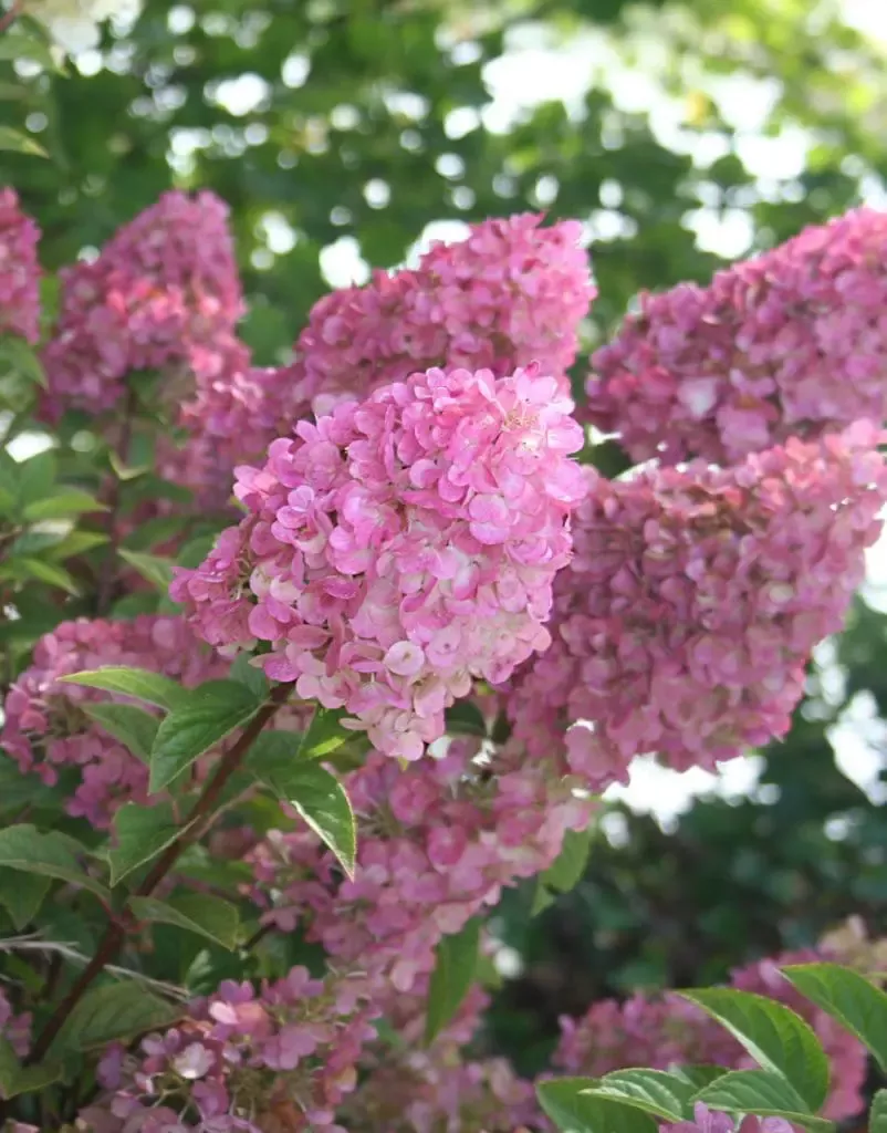 Strawberry Sundae Hydrangea