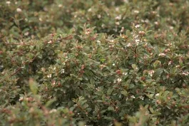 Streibs Findling Cotoneaster