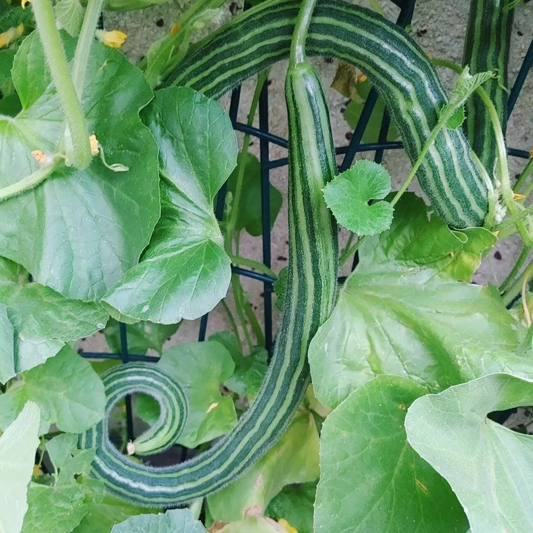 Striped Armenian, Painted Serpent Cucumber