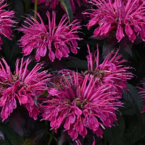 Sugar Buzz Berry Taffy Bee Balm