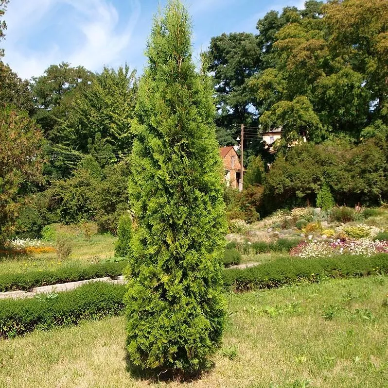 Sugar and Spice Arborvitae