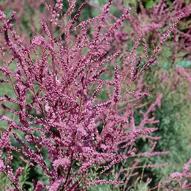 Summer Glow Tamarisk