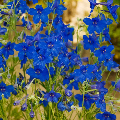 Summer Nights Dwarf Delphinium