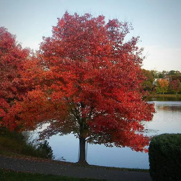 Summer Red Red Maple