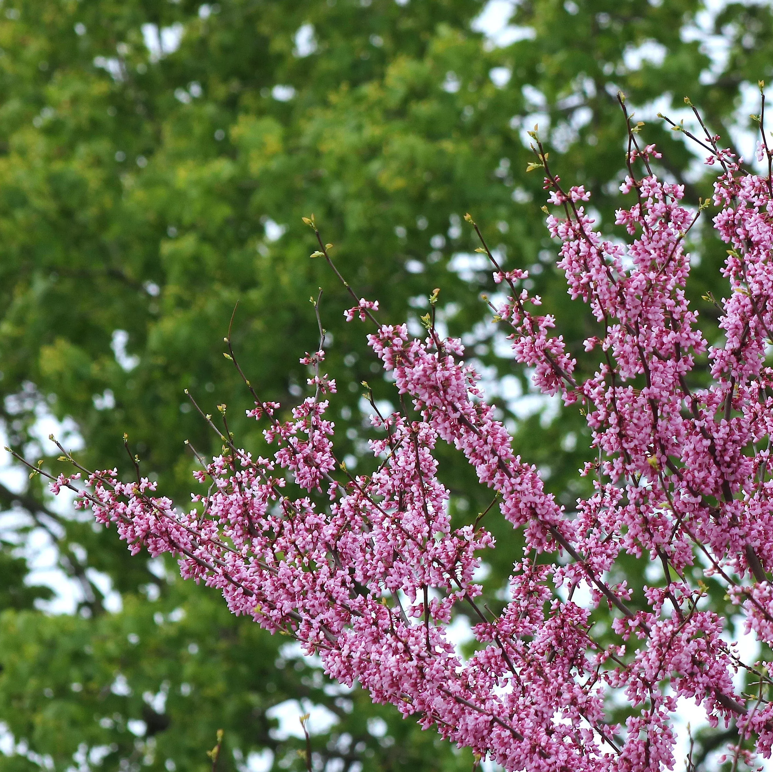Summer's Tower™ Eastern Redbud