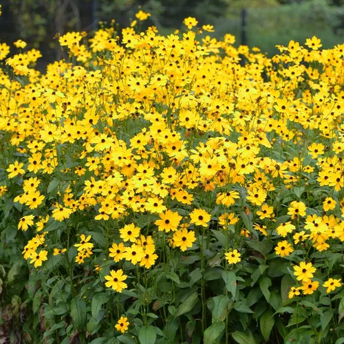 Summer Sunshine Beadle's Tickseed