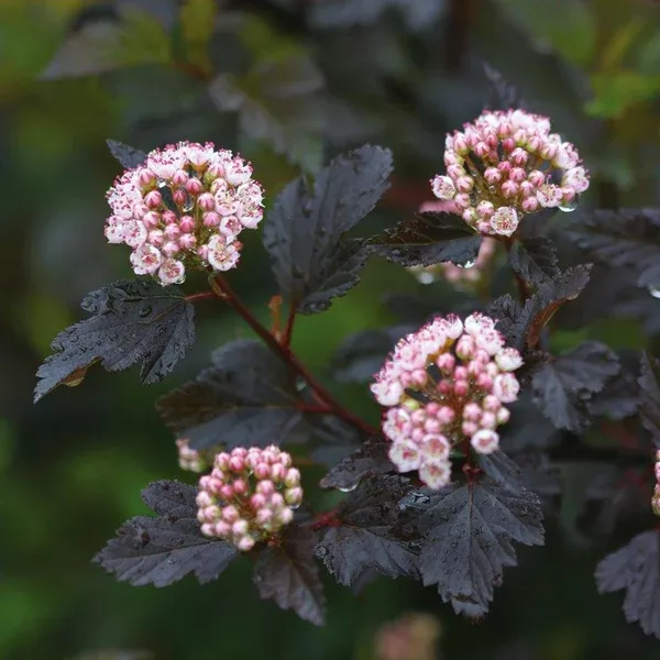 Summer Wine Common Ninebark PW
