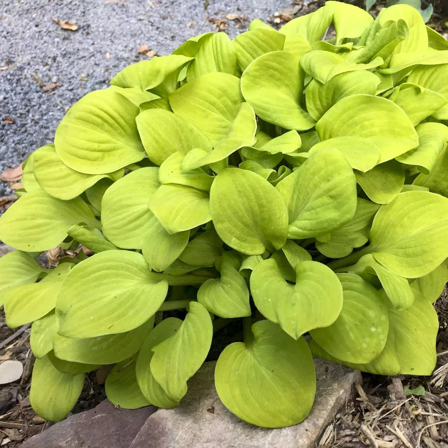 'Sun Mouse' Hosta