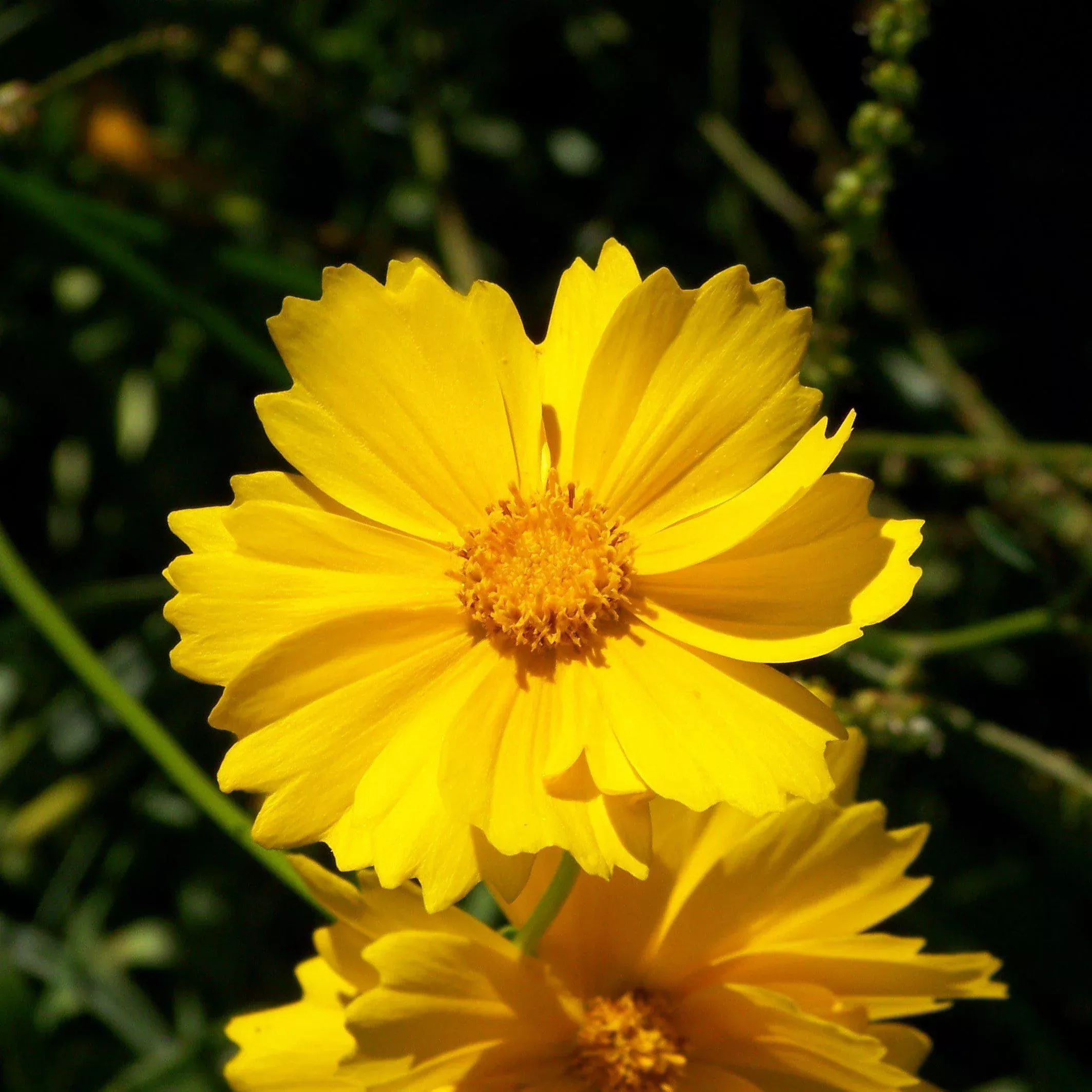 Sun Up Tickseed