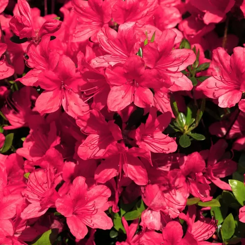 Sunglow Azalea