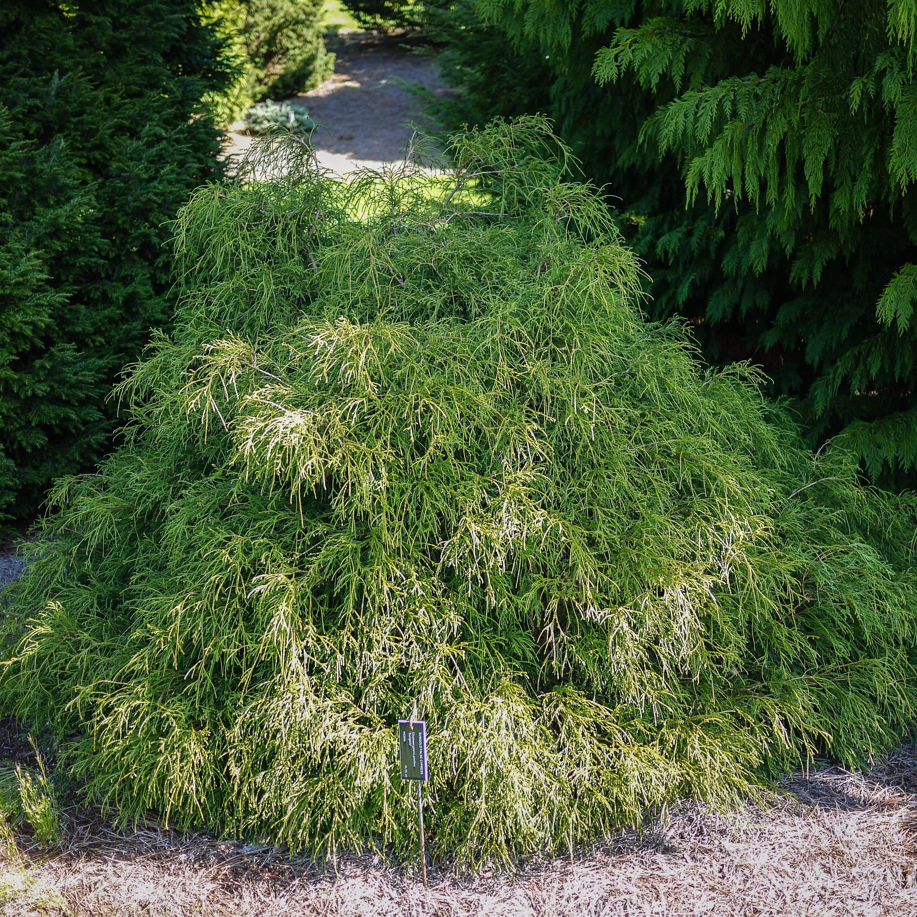 Sungold Thread-Branch Cypress