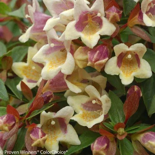 Sunny Anniversary Abelia