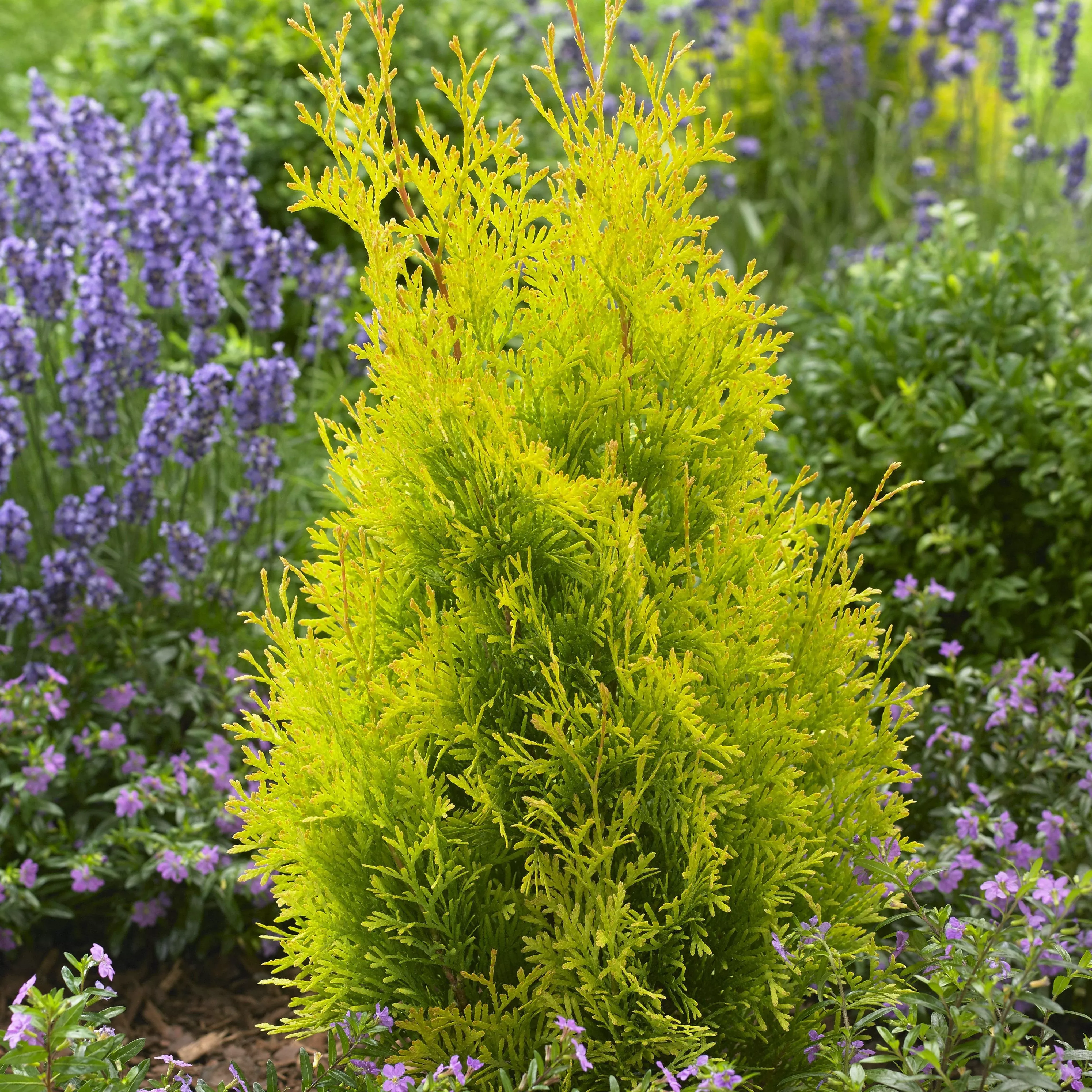 Sunny Smaragd Arborvitae