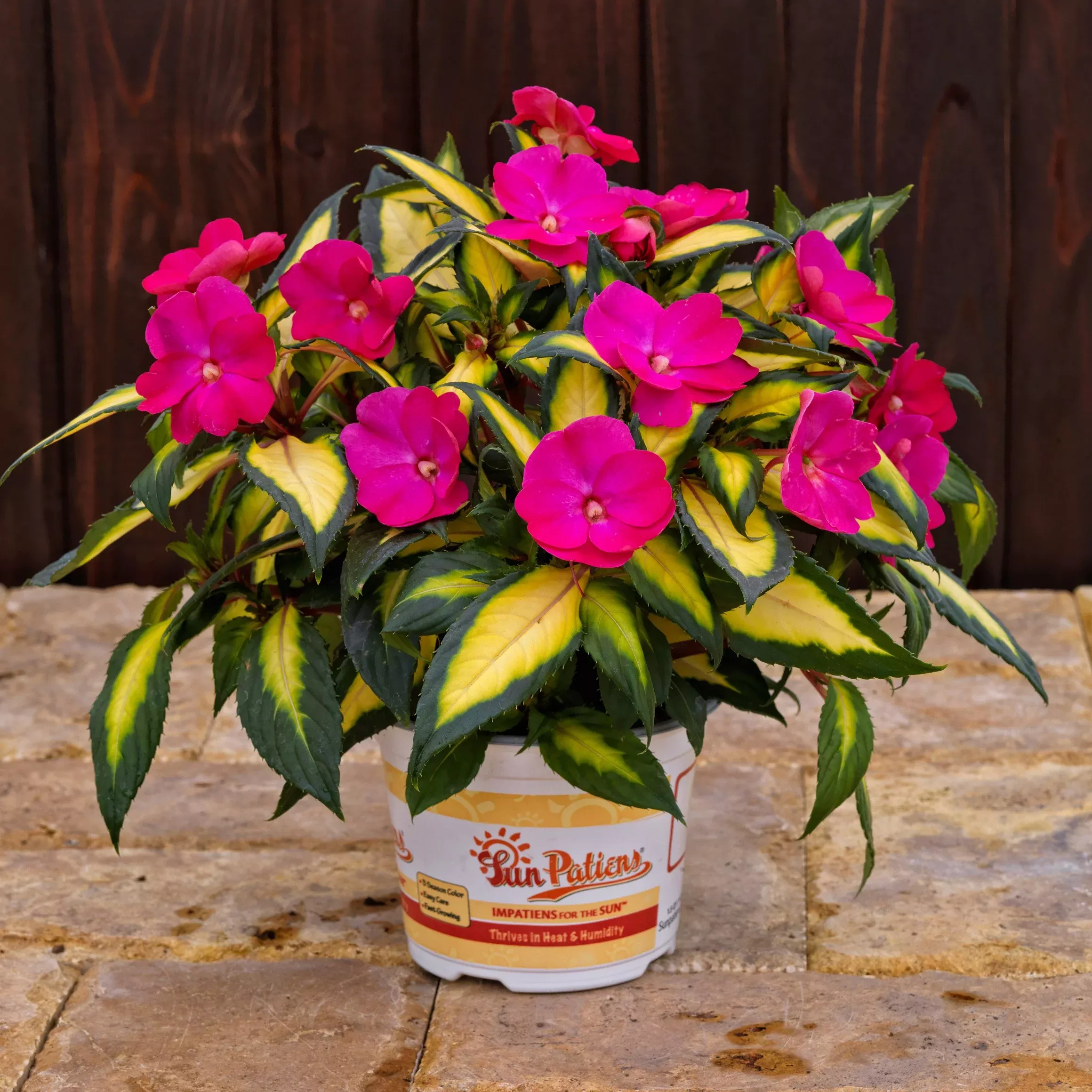 SunPatiens Compact Tropical Rose Impatiens