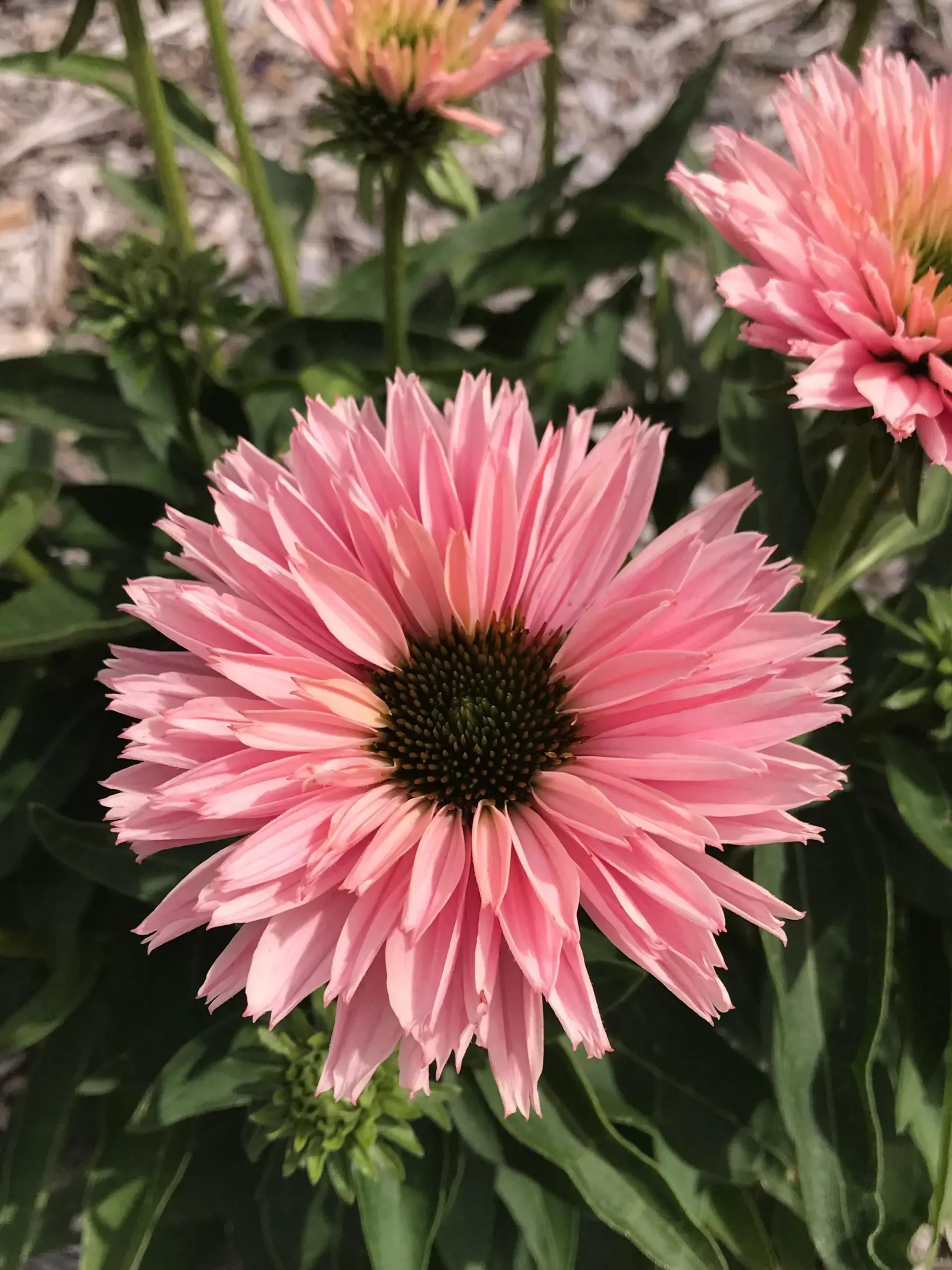 SunSeekers Salmon Coneflower