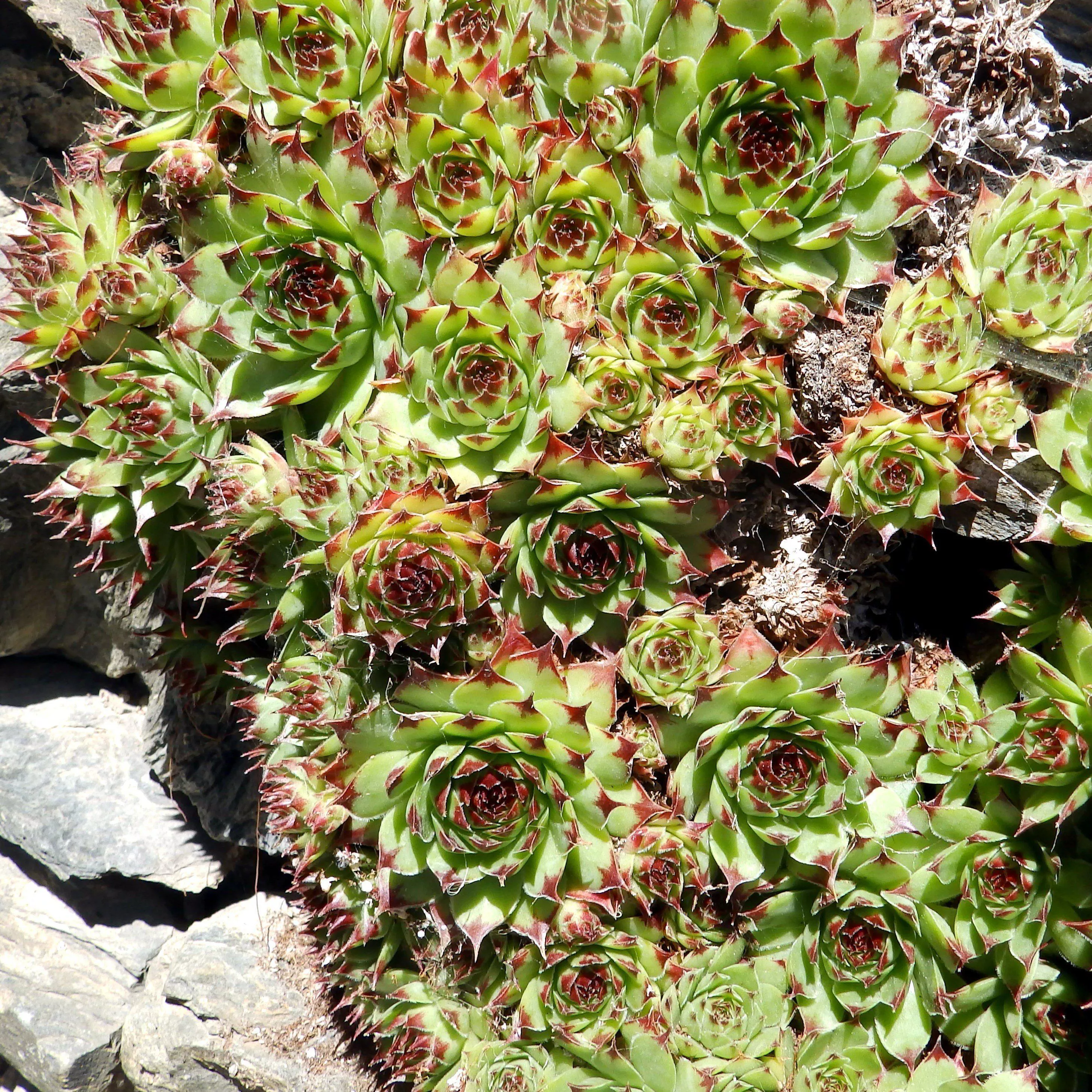 Sunset Hens and Chicks