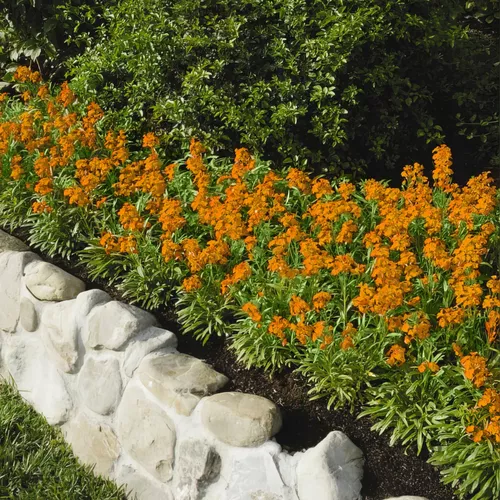 Sunstrong™ Orange Wallflowers