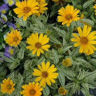 Sunstruck False Sunflower