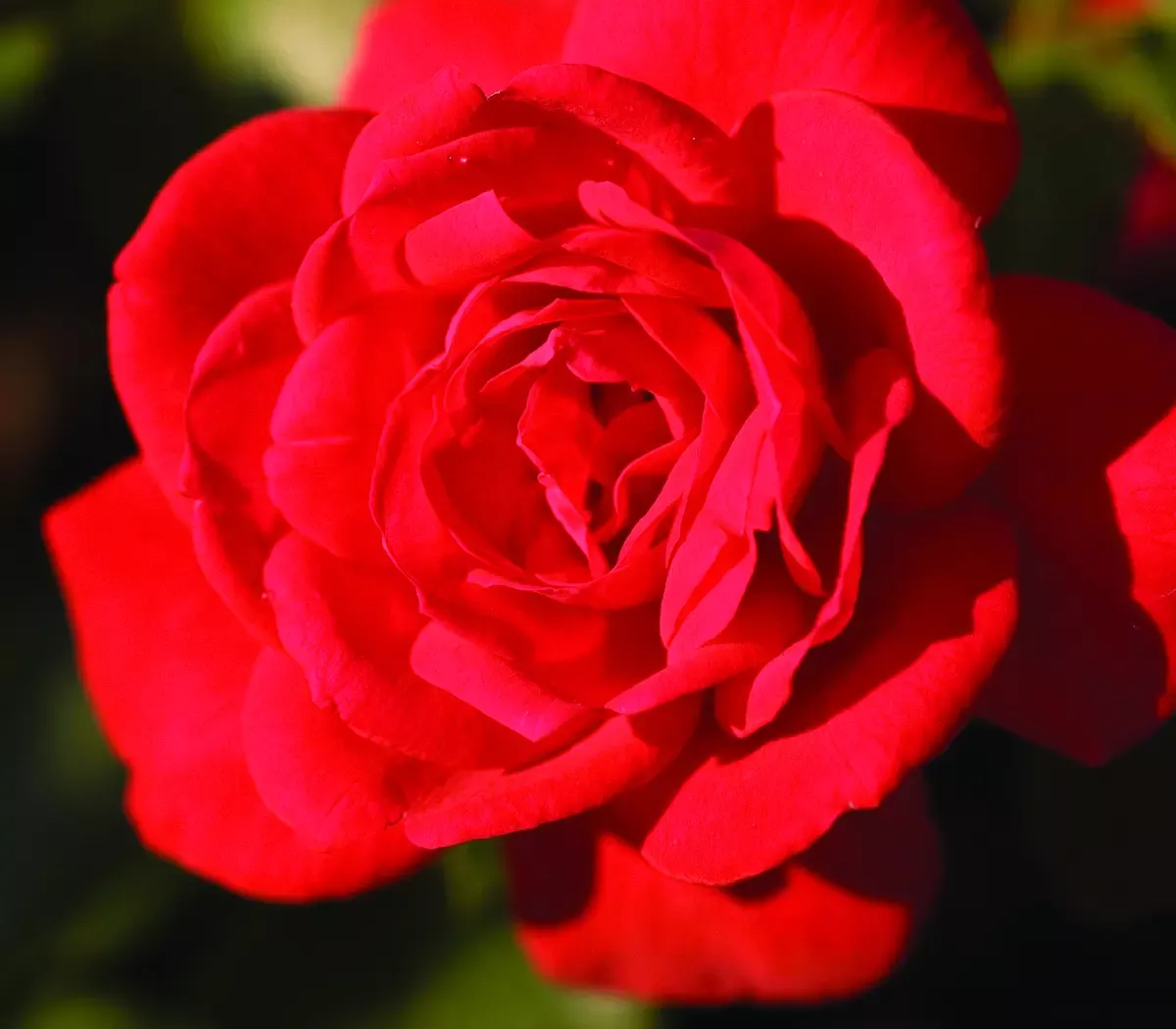 Super Hero Rose