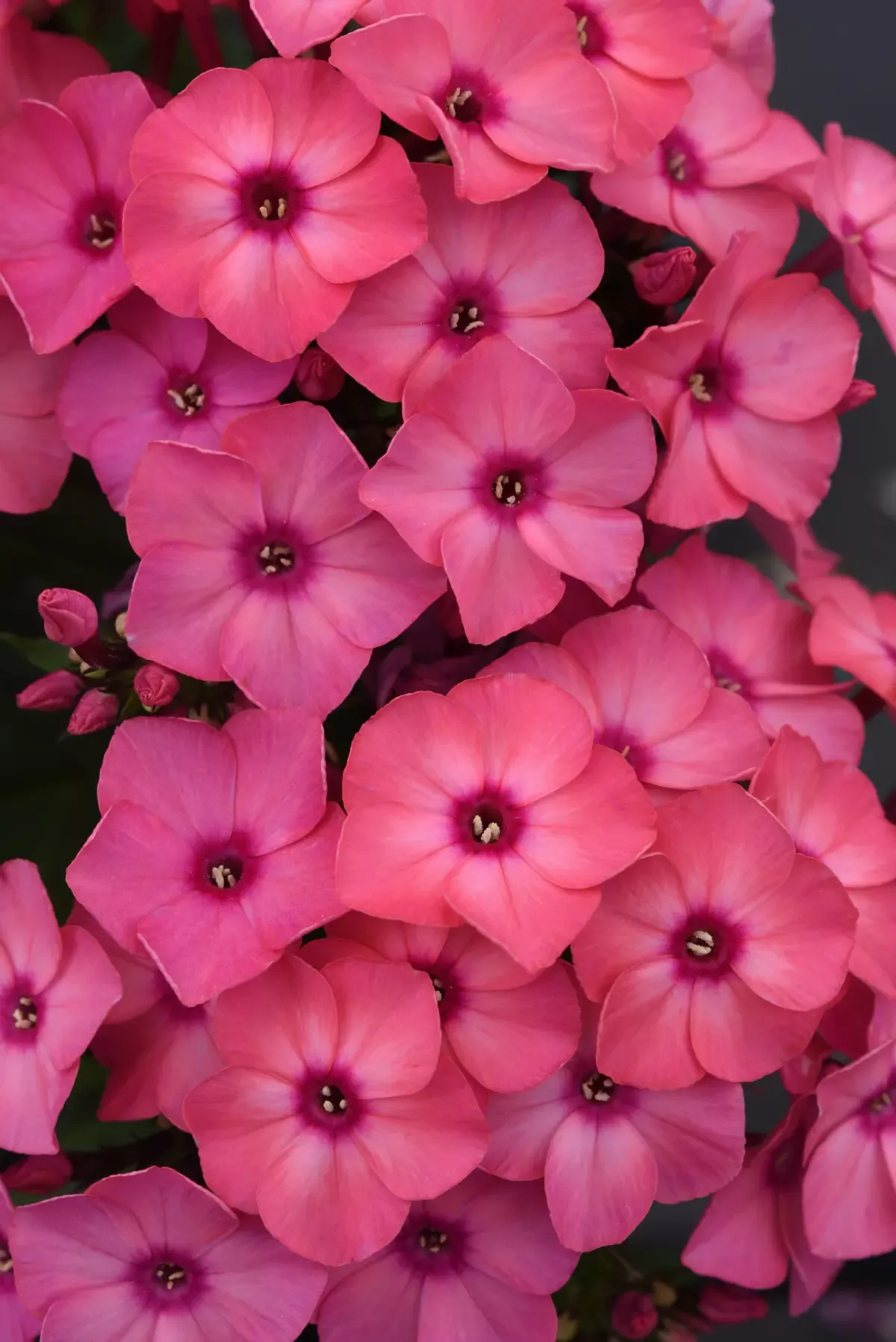 Super Ka-Pow Coral Medium Garden Phlox