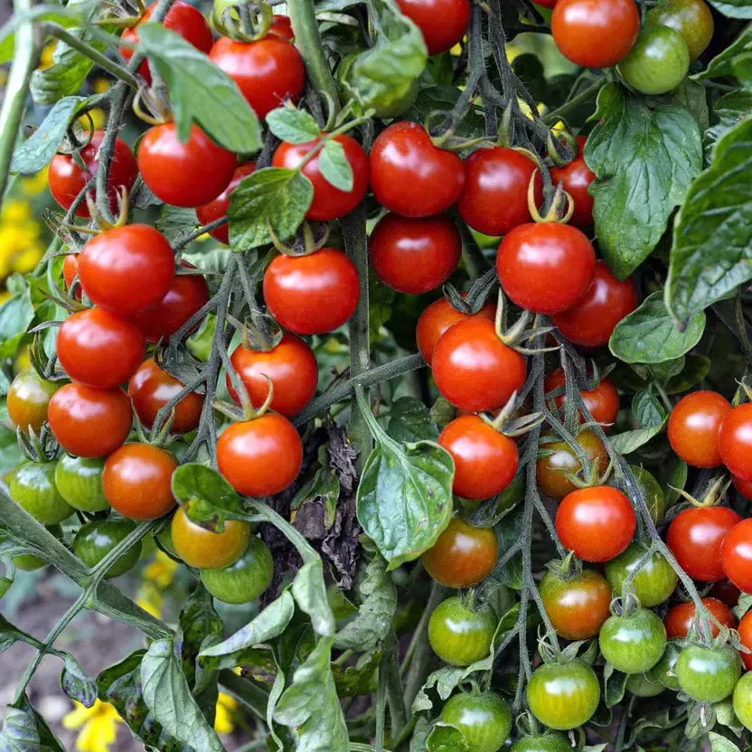 Super Sweet 100 Tomato