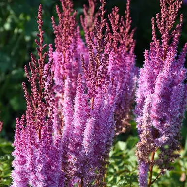 Superba Chinese Astilbe