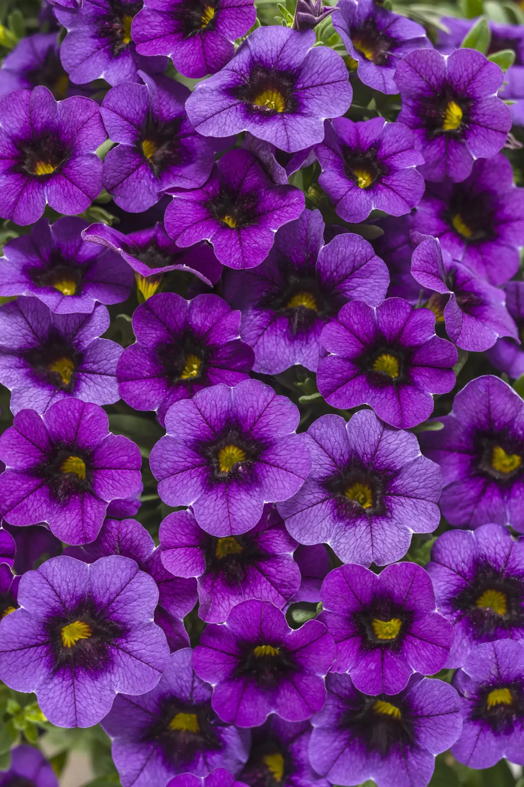 Superbells Grape Punch Calibrachoa