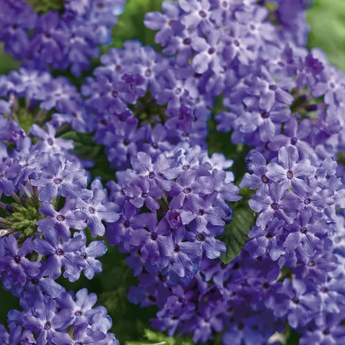 Superbena Royale Chambray Verbena