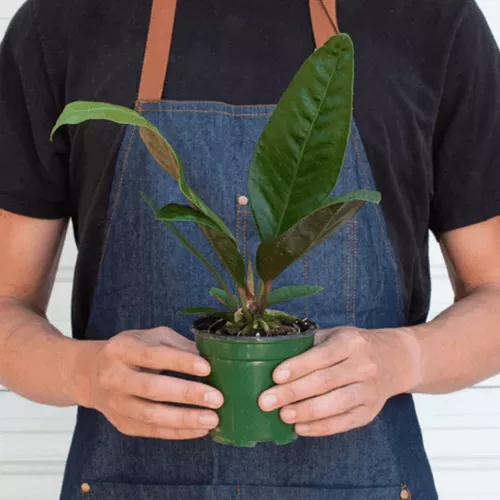 Superbum Anthurium