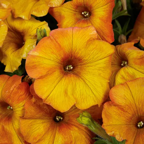 SuperCal Premium Orange Sunset Petchoa