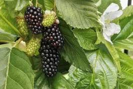 Superlicious™ Blackberry
