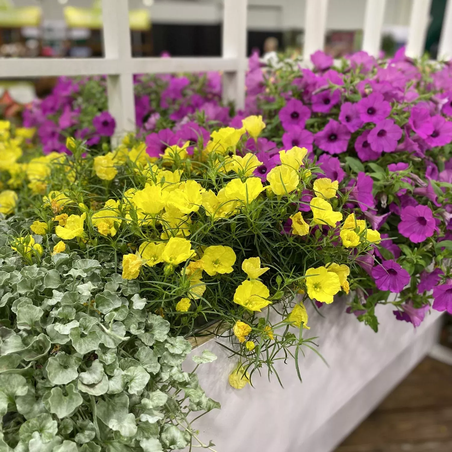 Superlophus™ Sunglow Texas Primrose (Oenothera)