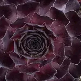 Supersemp Onyx Hens and Chicks