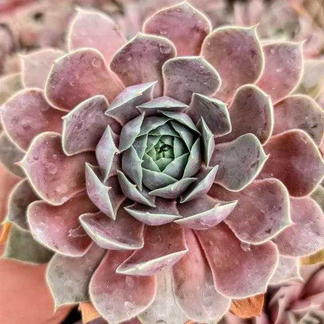 SuperSemp Ruby Hens and Chicks
