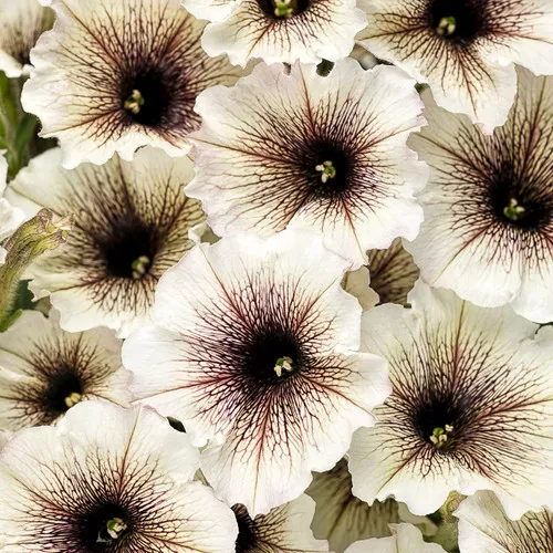 Supertunia Latte Petunia