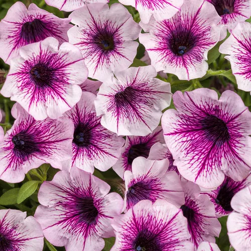 Supertunia Mulberry Charm Petunia