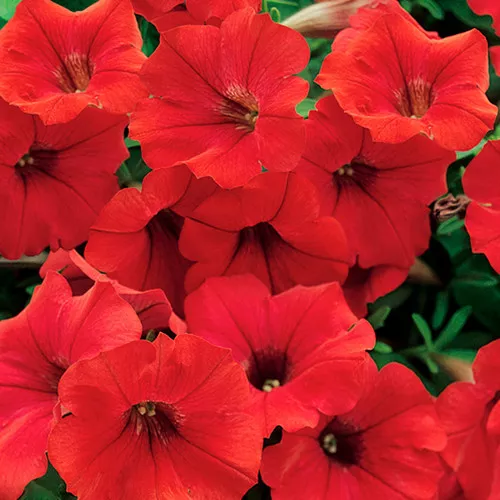 Surfinia Deep Red Petunia