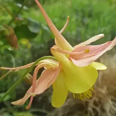 Swan™ Pink & Yellow Columbine