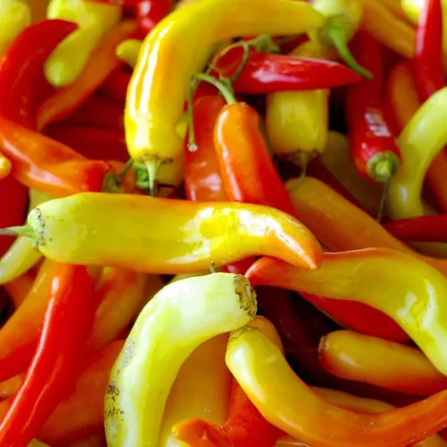 Sweet Banana Pepper Plant