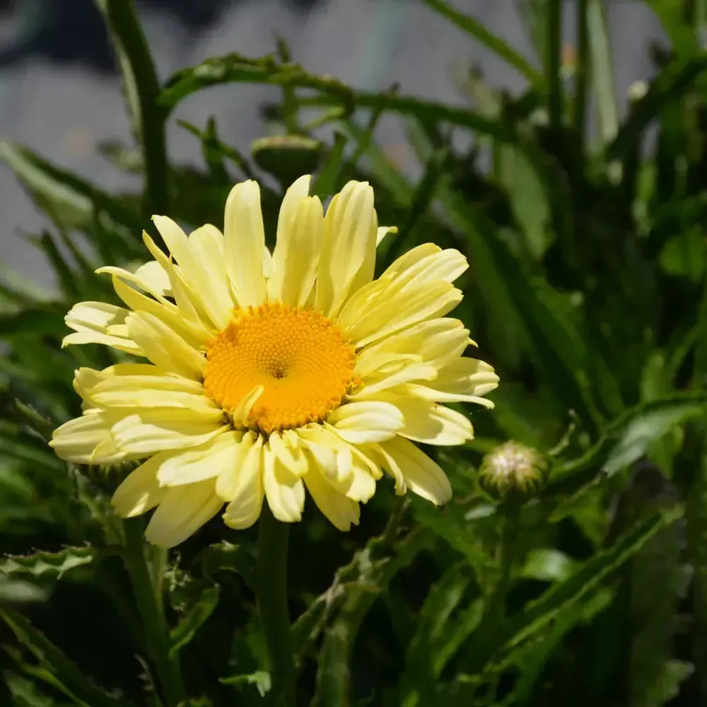 Sweet Daisy Izabel Shasta Daisy