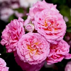 Sweet Drift Groundcover Rose