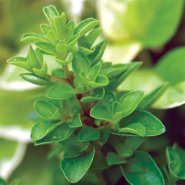 Sweet Marjoram