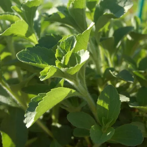 Sweetleaf Stevia Plant